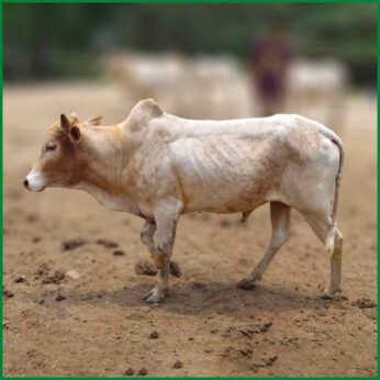 Qurbani Bull PAL1002 (240 KG, 2 Teeth) – Paramount Agro