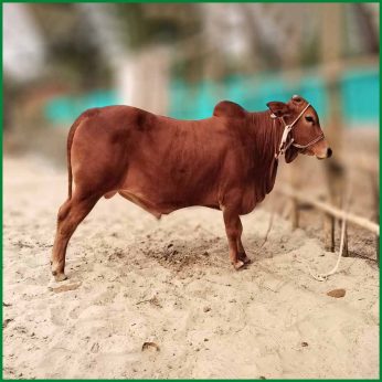 Qurbani Bull PAL133 (323 KG, 2 Teeth) – Paramount Agro