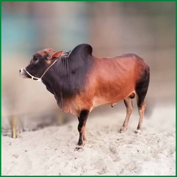 Qurbani Bull PAL140 (270 KG, 4 Teeth) – Paramount Agro