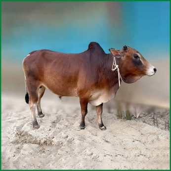 Qurbani Bull PAL141 (279 KG, 2 Teeth) – Paramount Agro
