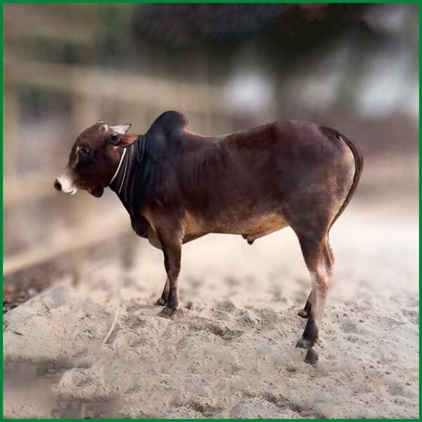 Qurbani Bull PAL173 (260 KG, 2 Teeth) - Paramount Agro