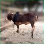Qurbani Bull PAL173 (260 KG, 2 Teeth) - Paramount Agro