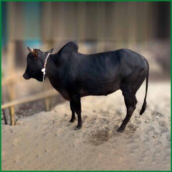 Qurbani Bull PAL176 (312 KG, 4 Teeth) – Paramount Agro