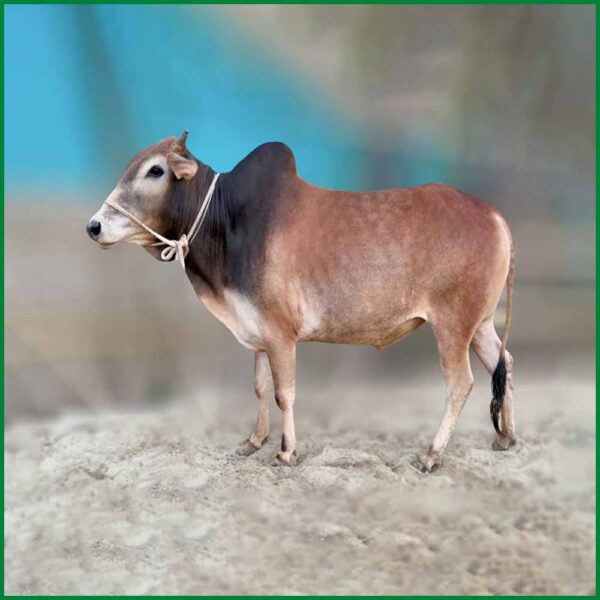 Qurbani Bull PAL220 (341 KG, 2 Teeth) - Paramount Agro