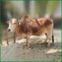 Qurbani Bull PAL49 (343 KG, 2 Teeth) - Paramount Agro