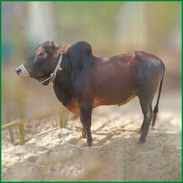 Qurbani Bull PAL146 (322 KG, 2 Teeth)- Paramount Agro