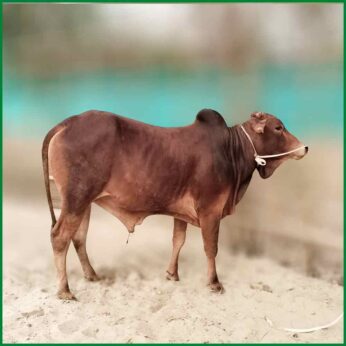 Qurbani Bull PAL163 (262 KG, 2 Teeth) – Paramount Agro