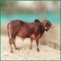 Qurbani Bull PAL163 (262 KG, 2 Teeth) - Paramount Agro