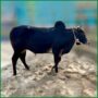 Qurbani Bull PAL205 (285 KG, 2 Teeth) - Paramount Agro