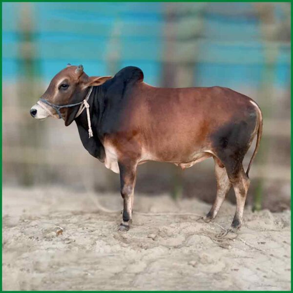 Qurbani Bull PAL207 (313 KG, 2 Teeth) - Paramount Agro