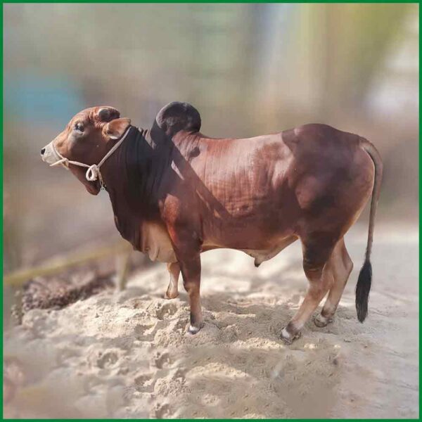 Qurbani Bull PAL229 (352 KG, 2 Teeth) - Paramount Agro