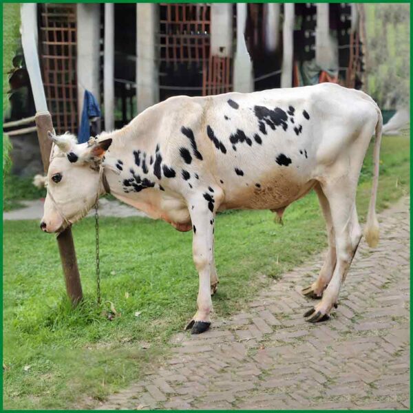Qurbani Bull PAL275 (310 KG, 2 Teeth) - Paramount Agro
