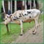 Qurbani Bull PAL275 (310 KG, 2 Teeth) - Paramount Agro