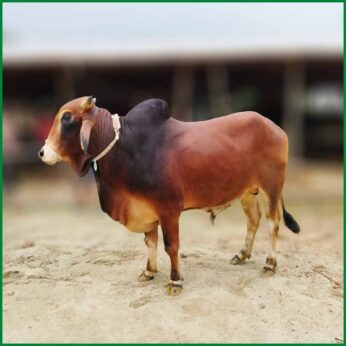 Qurbani Bull PAL17 (448 KG, 4 Teeth) – Paramount Agro