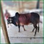 Qurbani Bull PAL175 (277 KG, 2 Teeth) - Paramount Agro