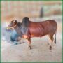Qurbani Bull PAL184 (325 KG, 2 Teeth) - Paramount Agro