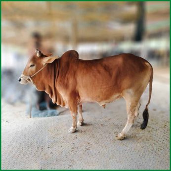 Qurbani Bull PAL226 (297 KG, 2 Teeth) – Paramount Agro