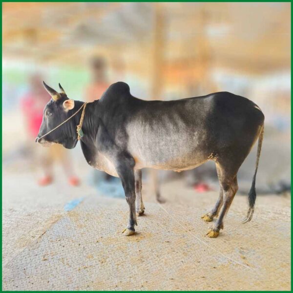 Qurbani Bull PAL244 (278 KG, 2 Teeth)- Paramount Agro