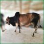 Qurbani Bull PAL247 (285 KG, 2 Teeth) - Paramount Agro