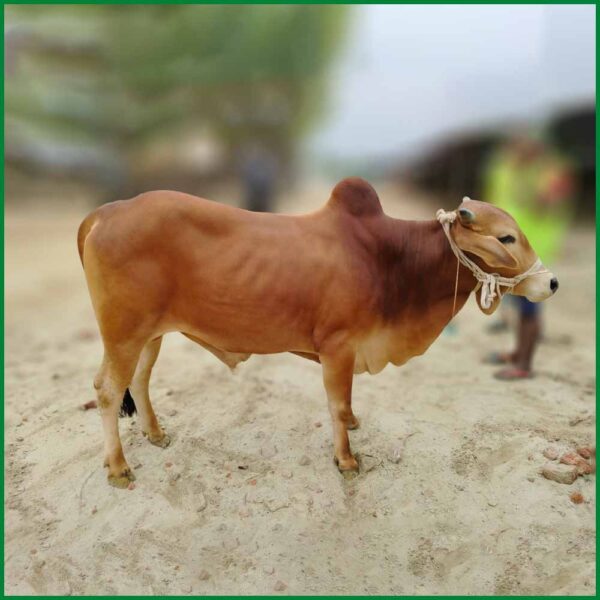 Qurbani Bull PAL262 (348 KG, 2 Teeth) - Paramount Agro