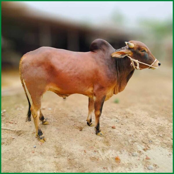 Qurbani Bull PAL263 (402 KG, 4 Teeth) - Paramount Agro