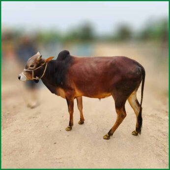 Qurbani Bull PAL265 (200 KG, 2 Teeth) – Paramount Agro
