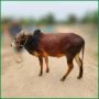 Qurbani Bull PAL265 (200 KG, 2 Teeth) - Paramount Agro