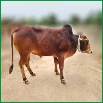 Qurbani Bull PAL268 (278 KG, 2 Teeth) – Paramount Agro