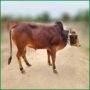 Qurbani Bull PAL268 (278 KG, 2 Teeth) - Paramount Agro
