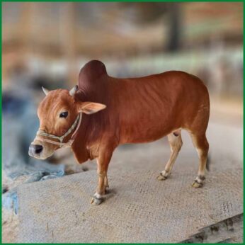 Qurbani Bull PAL273 (275 KG, 2 Teeth) – Paramount Agro