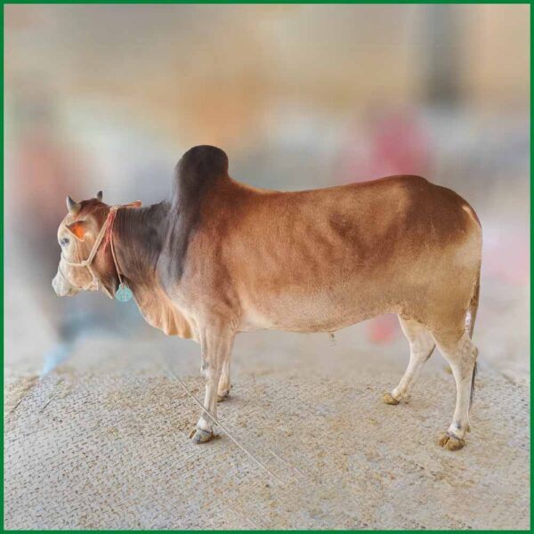 Qurbani Bull PAL278 (231 KG, 2 Teeth) - Paramount Agro