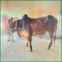 Qurbani Bull PAL280 (329 KG, 2 Teeth) - Paramount Agro