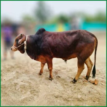 Qurbani Bull PAL50 (362 KG, 2 Teeth) – Paramount Agro