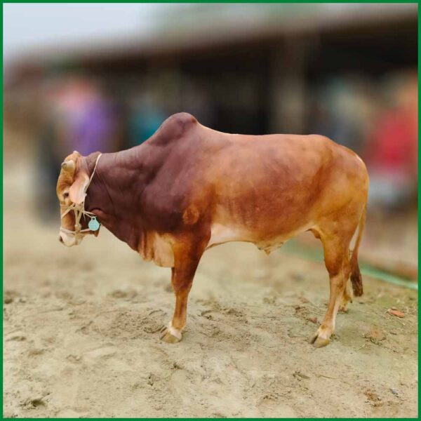 Qurbani Bull PAL53 (385 KG, 2 Teeth) - Paramount Agro