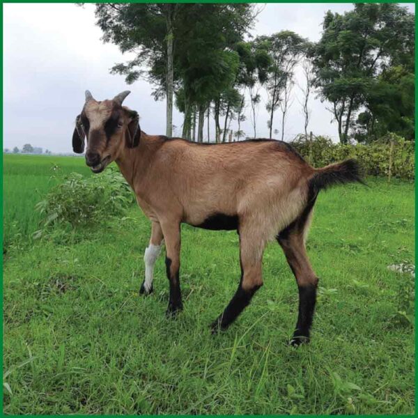 Qurbani Goat PALG401 (20 KG, 2 Teeth, Age: 1.5–2 years) - Paramount Agro