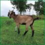 Qurbani Goat PALG401 (20 KG, 2 Teeth, Age: 1.5–2 years) - Paramount Agro