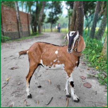 Qurbani Goat PALG402 (25 KG, 4 Teeth, Age: 2–3 years) – Paramount Agro