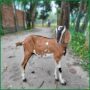 Qurbani Goat PALG402 (25 KG, 4 Teeth, Age: 2–3 years) - Paramount Agro