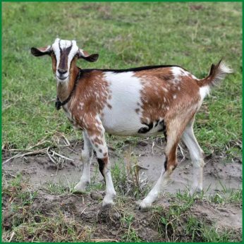 Qurbani Goat PALG403 (23 KG, 4 Teeth, Age: 2–3 years) – Paramount Agro