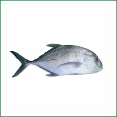 Trevally Fish (তবল মাছ) – O’Natural/Kg