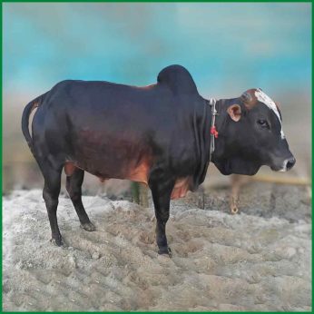 Qurbani Bull PAL12 (320 KG, 2 Teeth) – Paramount Agro