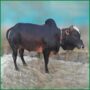 Qurbani Bull PAL12 (320 KG, 2 Teeth) - Paramount Agro
