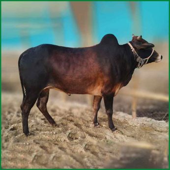 Qurbani Bull PAL319 (261 KG, 2 Teeth)) – Paramount Agro