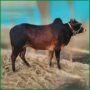 Qurbani Bull PAL319 (261 KG, 2 Teeth)) - Paramount Agro