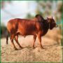 Qurbani Bull PAL320 (287 KG, 2 Teeth) - Paramount Agro