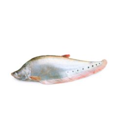 Chitol Fish (চিতল মাছ) – 2 Kg+